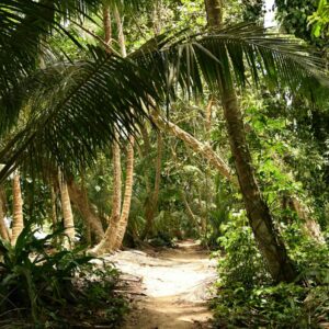 Caribbean trail