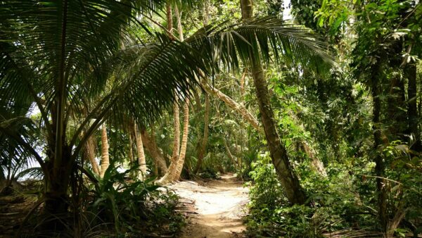 Caribbean trail